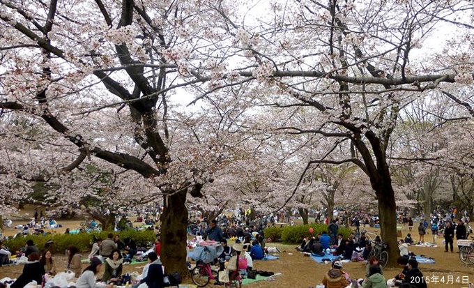 光が丘公園の桜とPOPカルチャー祭典と絶品グルメ・屋台祭り2018
