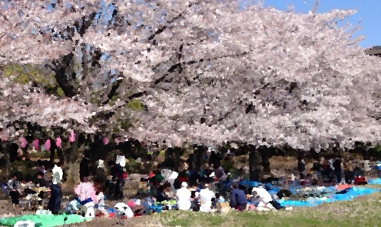 光が丘公園の桜2017 ゆったり花見の人気スポット