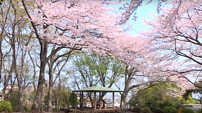 第19回広見桜まつりの日程と見どころ