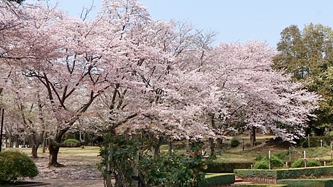 広見公園の桜